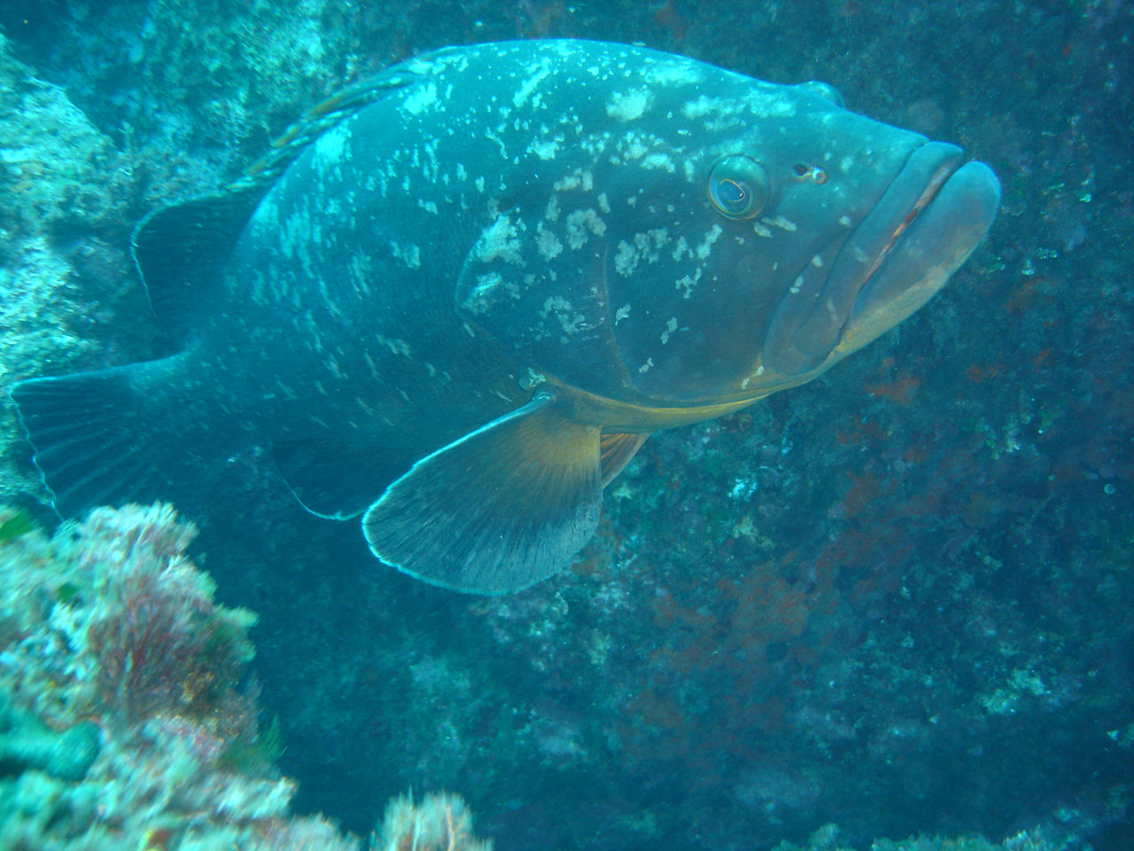 Epinephelus marginatus (Cernia bruna)